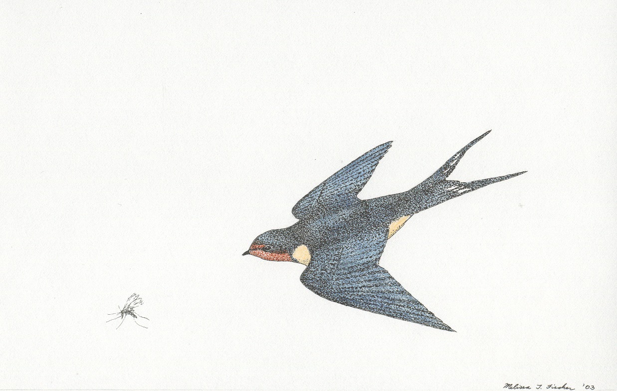 Стриж для детей рисунок