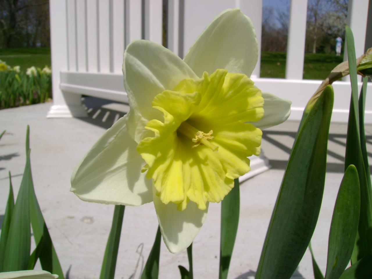 Plant Zone Daffodil BONANZA!