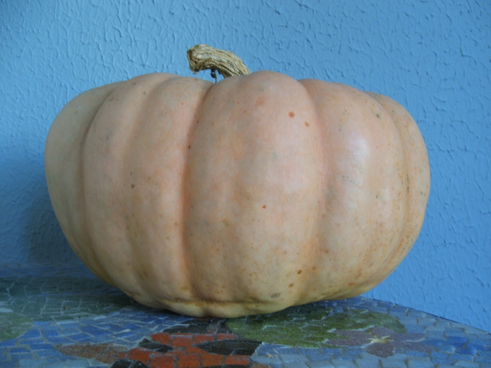 Green Zebra Market Garden Orange jarrahdale pumpkin?