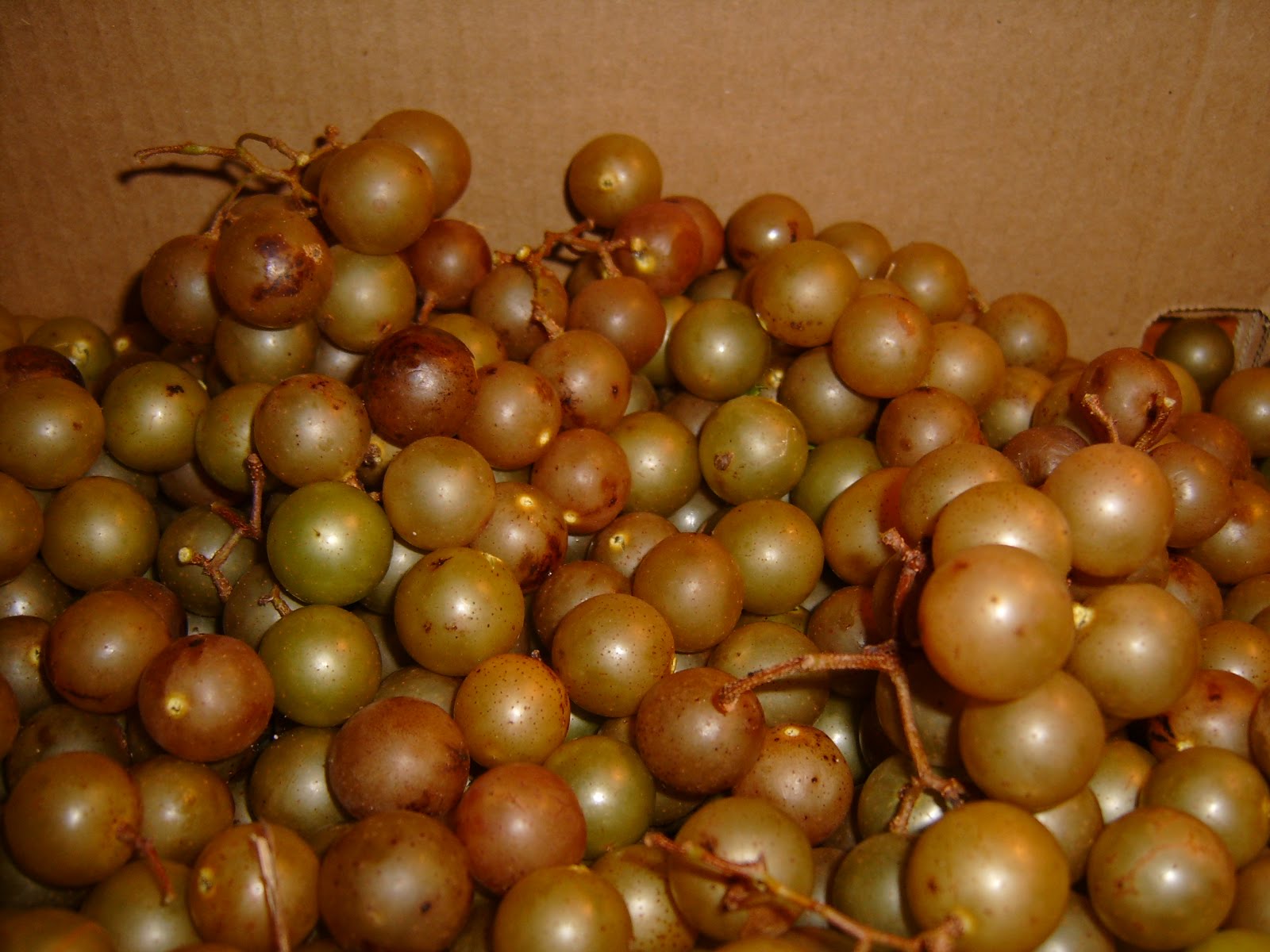 The Artful Omnivore SCUPPERNONG, NORTH CAROLINA'S OFFICIAL STATE FRUIT