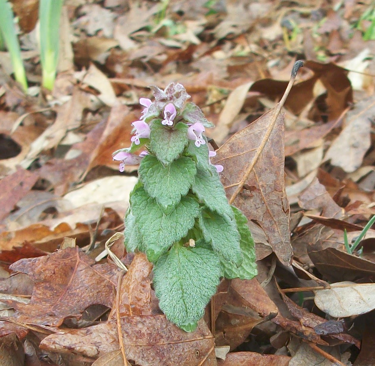 Herbal Spirits Dead Nettle Tea