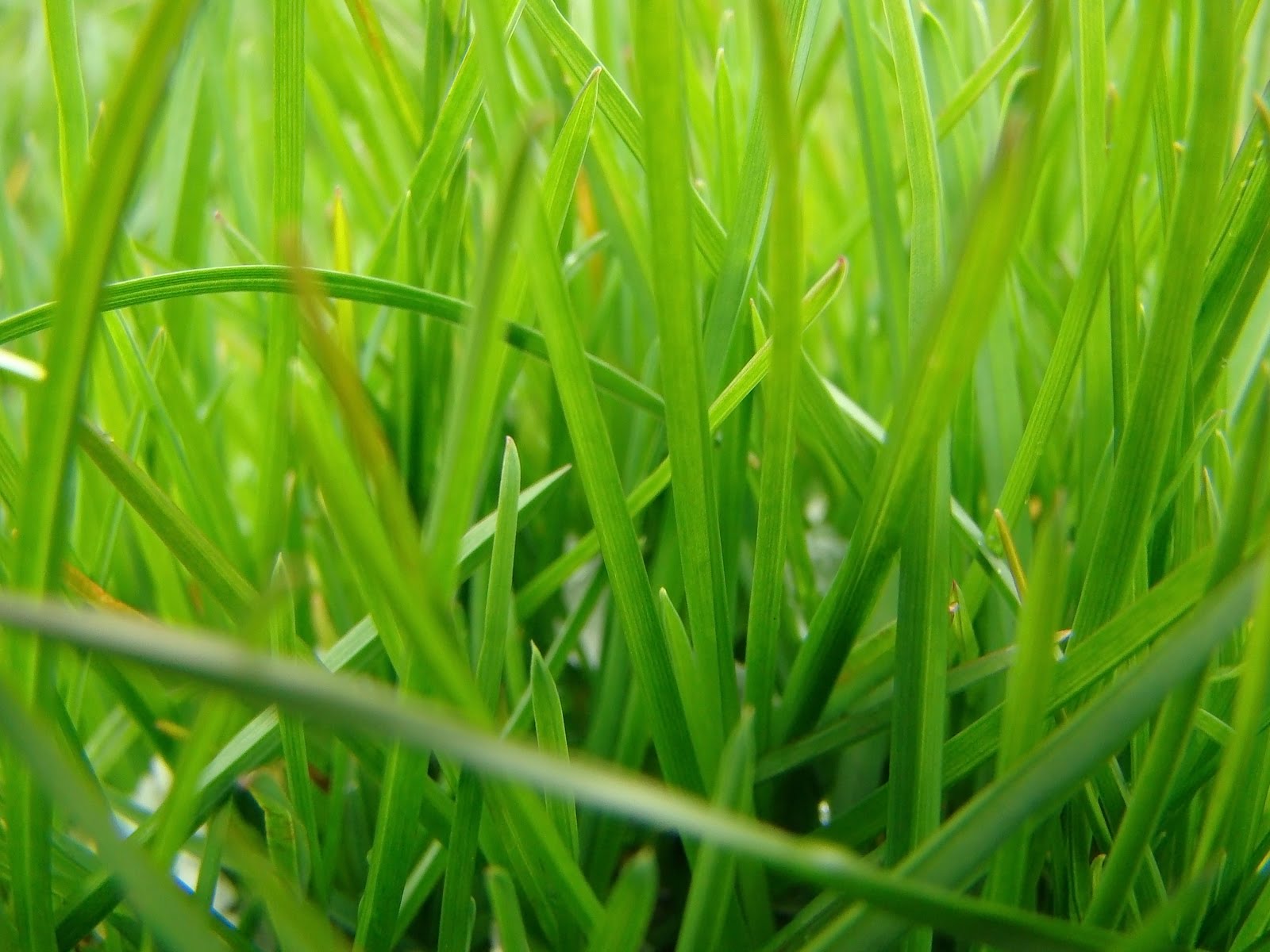 Tumbuhan Yang Mempunyai Batang Berongga Adalah