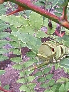 [090821_144550-794530.JPG]