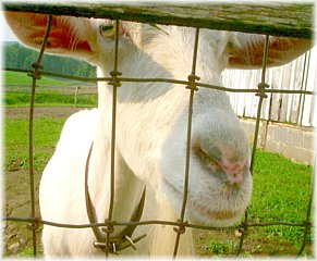 [animal_healthcare_goat.jpg]