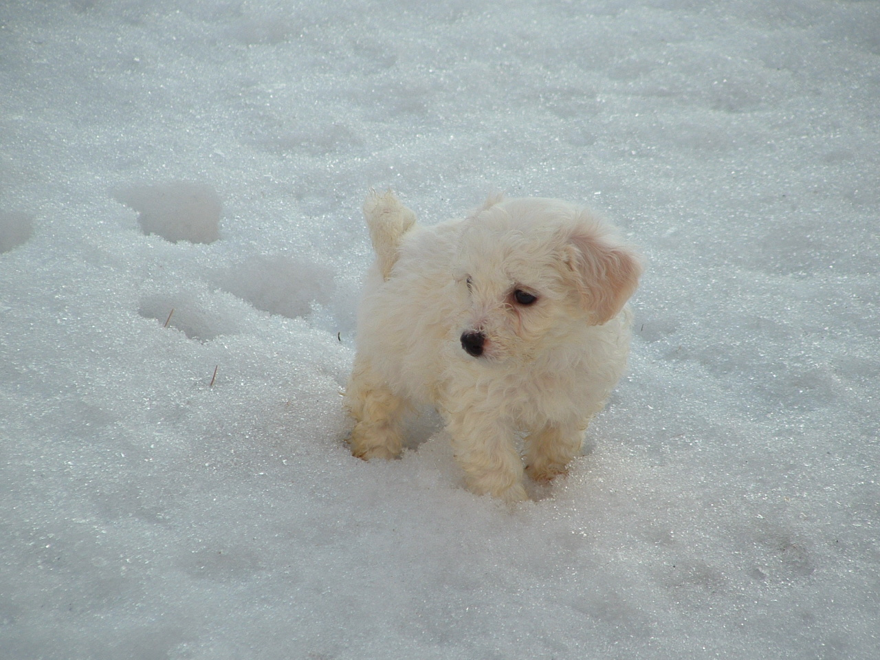 Cute Puppies Playing In Snow - Pictures Of Animals 2016