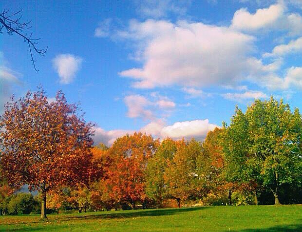 [park+trees+in+autumn.jpg]