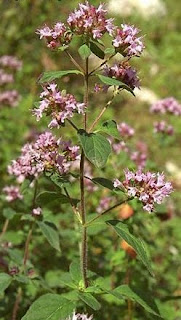 Ρίγανη-ριγανέλαιο