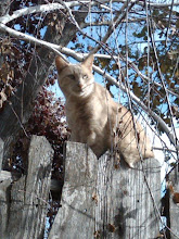 Odd Catt