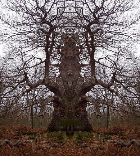[scarytrees08rv0.jpg]