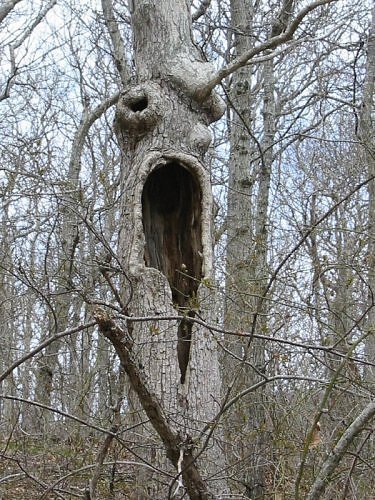 [scarytrees06jd5.jpg]