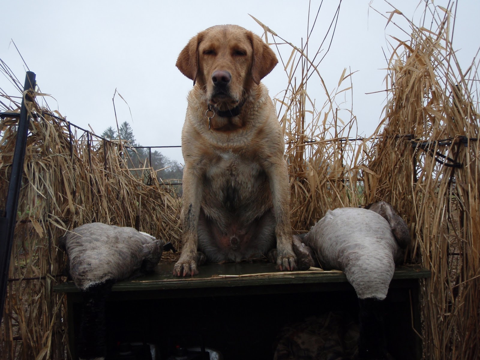 Fast Pup Dog Training Goose Hunting Season Coming To An EndPictures