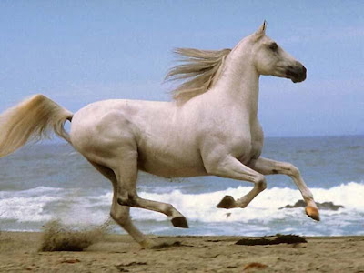 white horses jumpings/runnings horses onthe beach photos pictures