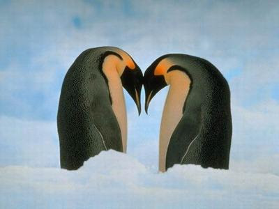 penguin love pictures penguin wallpapers gallery