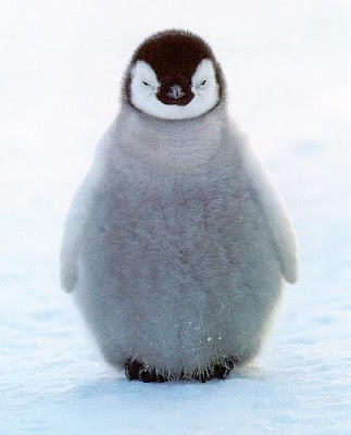 photographs of penguin pictures collections