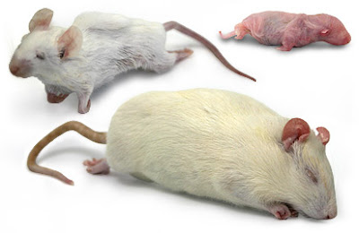 Rats & mice pictures/small rats & big rats pics