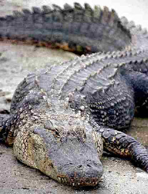 crocodiles and alligators pictures