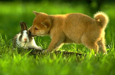 cute Rabbit and dog photos/posters