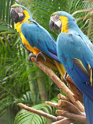 Parrots for sales/birds for sale pics/images collections
