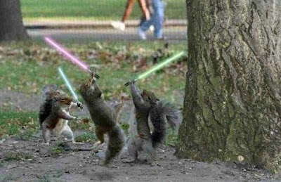 three Jedi Squirrels playing photos