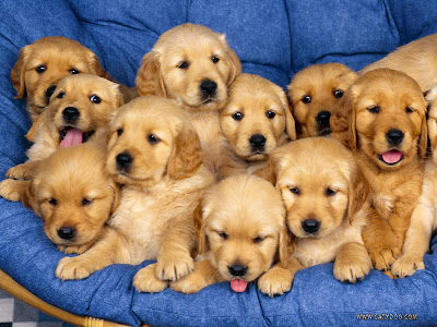 photos of golden retriever puppy/puppies wallpapers