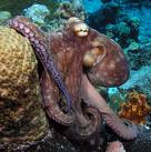 Octopuss in sea Octopus as Pets wallpapers