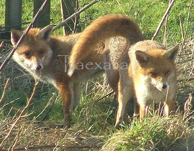 red foxes mating images