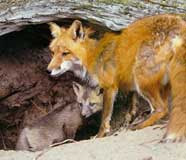 photographs of red foxes done