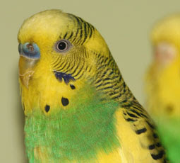 cute pet parrot photos