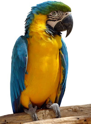blue Parrots pet birds wallpapers