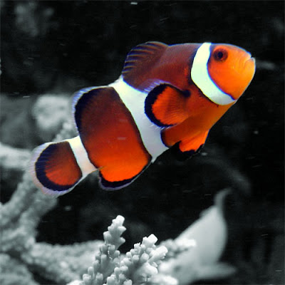 clown fishes photos gallery