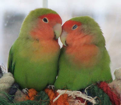 kissing love birds video pics<br />
