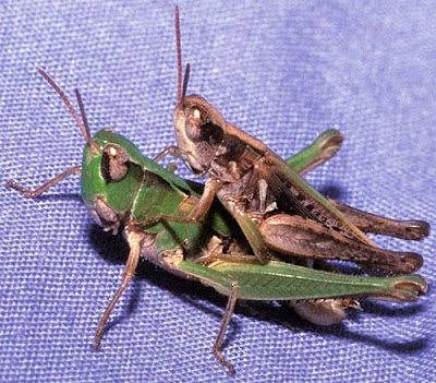 images of grasshoppers mating photo gallery