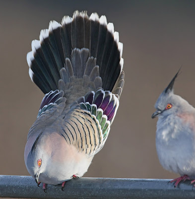 Beautiful Pair of Crested Pigeon images