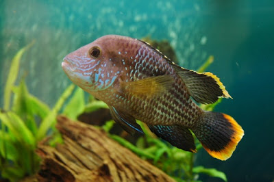 youtube of green terror cichlid food images