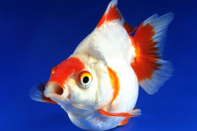 Free downloading pictures of Fringtail golden fish 