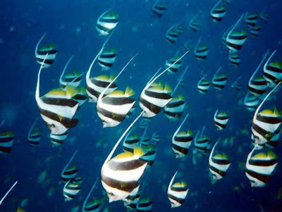 Beautiful video pictures of heniochus fishes