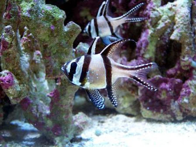 Pair of Pterapogon kauderni fishes in salt water photo gallery
