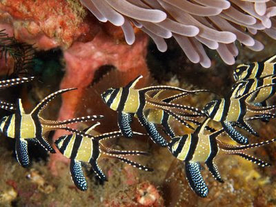 Beautiful images of Pterapogon kauderni fishes in ocean/sea