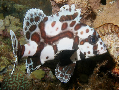 Beautiful Harlequin Sweetlips fishes pictures