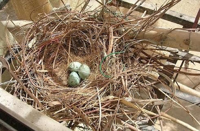 Crows nest and eggs video pics