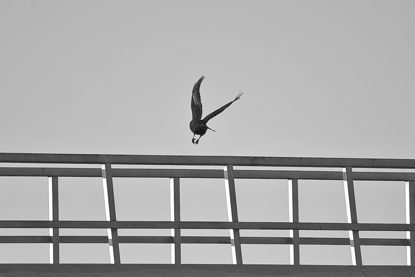 [IMG_2219mono.JPG]