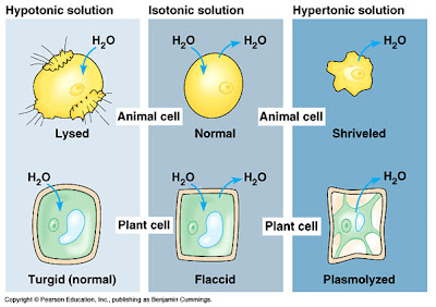 hypotonic osmosis cells ordinary biology notes level plant cell water