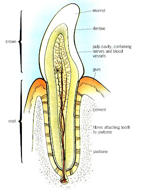 BIOLOGY ORDINARY LEVEL NOTES: HUMAN NUTRITION PART 2: THE TEETH