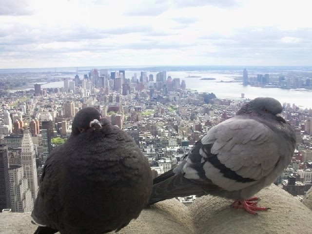 The New York Birds