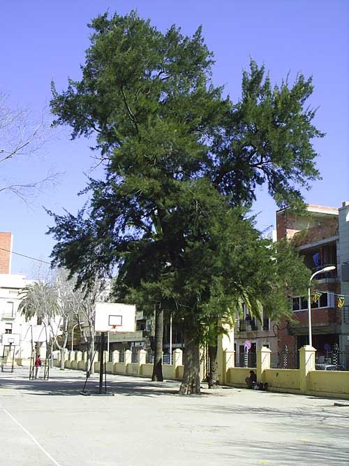 Casuarina (Casuarina equisetifolia) Gandia