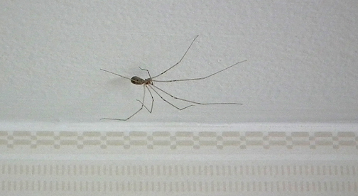 Rockin On The Blog Ceiling Or Daddy Long Legs Spider