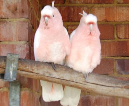 Major Mitchell cockatoo