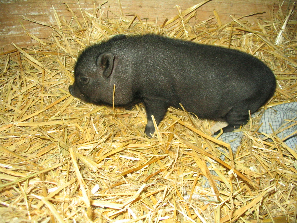 Harmony Hobby Farm Mini Potbelly Pigs Alberta Piglets
