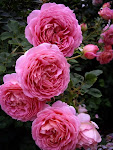 Roses Tetap Menawan (Sumber Dari Blog)