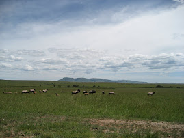 Masai Mara